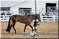 22. English Grooming & Showmanship - Jr. Division