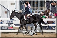 36. Classic Type HUS Horses - Sr. Rider