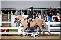 39. Hunter Under Saddle Ponies Large