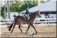 51. Low Working Hunter Horses