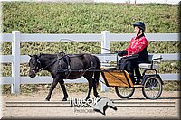 58. Mini Horse Driving Sr