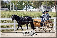 60. Pleasure Pony Driving