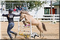 63. Mini Horse Jumping