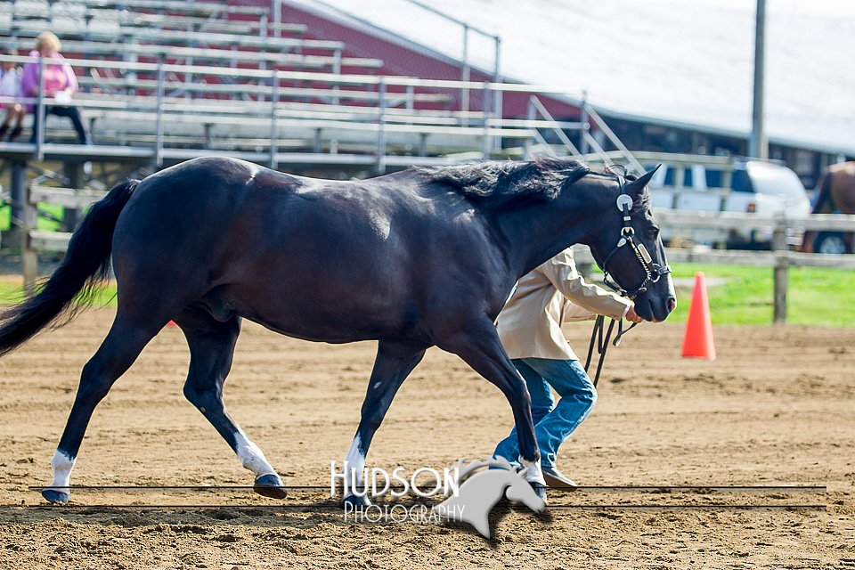 4H-FUN-061017-0122.jpg