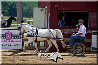 29. Pony  Horse Driving