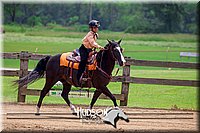 32. Western Working Horse-Pony