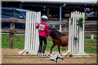 38. Mini Horse In Hand - Trail