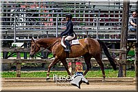 47. Breed Type HUS Horse - Jr. Rider