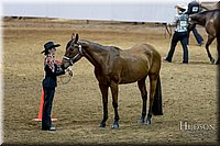 05-Western Grooming & Showmanship - Inter Division