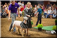 LCFAIR15-7118.jpg