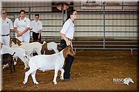 LCFair2016-1312.jpg